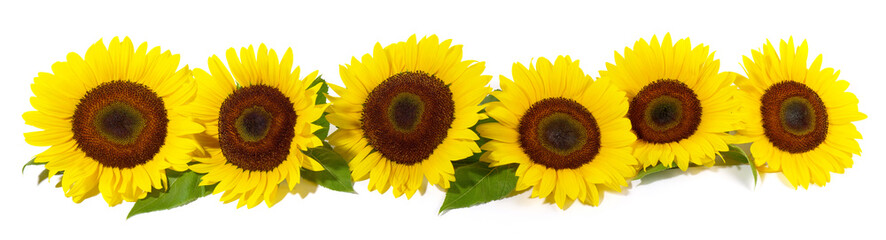 Sonnenblumen Panorama - Sonnenblume Blüten Freigestellt