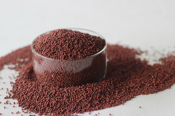 Eleusine coracana grain or finger millet, also known as ragi in India, kodo in Nepal.