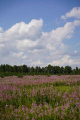 Obraz premium field of pink flowers and sky