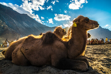 Nubra Valley, Ladakh - obrazy, fototapety, plakaty