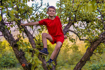Naklejka na ściany i meble The happy little boy in red shorts on an apple tree and hold on to the branches in an orchard on a sunny spring day
