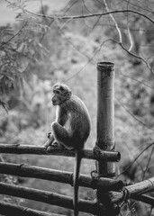 monkey on fence