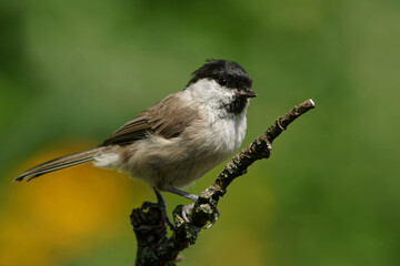 Obraz premium Sumpfmeise