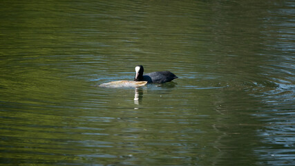 Eurasian coot looking at a plastic bag floating next to it in a lake