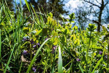 au raz du sol en forêt 10