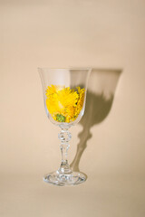Retro arrangement of a sunlit glass filled with yellow dandelion flowers. Minimalistic floral concept, simple stylish lay out.