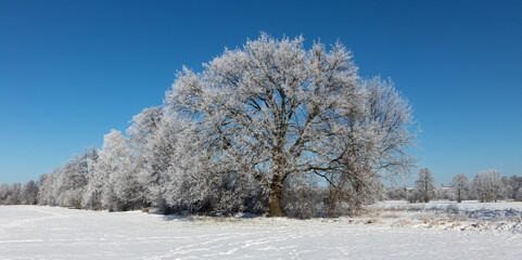 Sachsendorfer Wiesen, Winter, Cottbus, Brandenburg, Germany