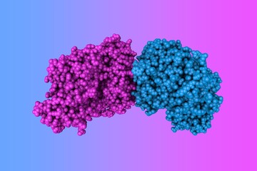 Molecular model of human insulin regulated aminopeptidase with lysine in active site. Rendering with differently colored protein chains based on protein data bank entry 4pj6. 3d illustration