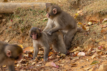 Japanese macaque in Arashiyama, Kyoto. Little monkeys are playing.