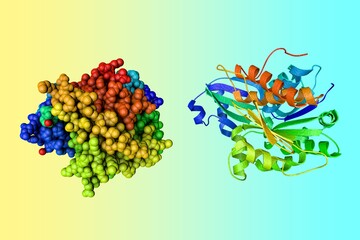 Crystal structure and space-filling molecular model of human adenosine kinase, an enzyme that regulates the cellular levels of adenosine. Rainbow coloring from N to C. 3d illustration