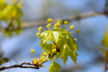 Fresh spring green leaves growing out on the tree and reaching for the sun's rays.