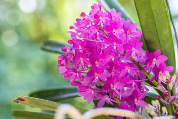 Plakat Ascocentrum ampullaceum., Beautiful rare wild orchids in tropical forest of Thailand.