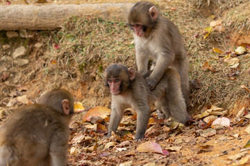 Japanese macaque in Arashiyama, Kyoto. Little monkeys are playing.
