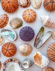 variety of seashells and urchins top view closeup on white marble background