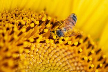 bee on sunflower