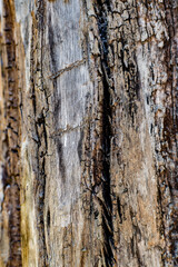 bark of a tree