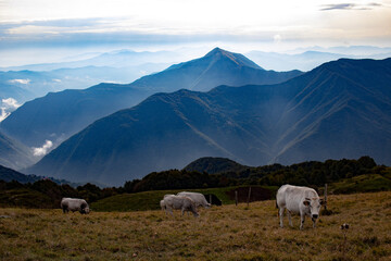 Cattle over the Apennines