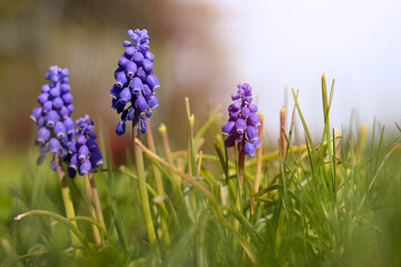 Fototapeta premium Grape hyacinths. Spring blue wildflowers in the forest. Forest landscape with sunlight. Natural concept.
