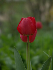 red tulip in the garden
