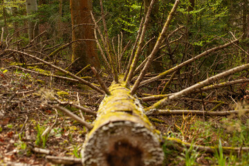 fallen tree in the forest
