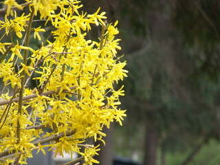 yellow flowers on the tree