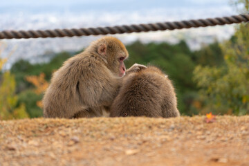 Fototapeta premium Japanese macaque family in Arashiyama, Kyoto.