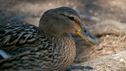 Bird - Female mallard duck resting on the bank of a river