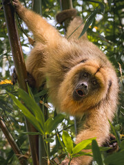 monkey hanging from the trees