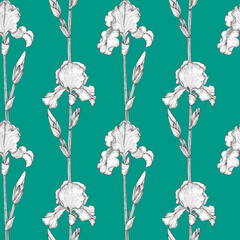 Seamless graphic pattern of hand drawn iris flowers. Drawing summer flowers.