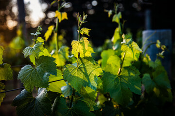 Sunlight dances through grape leaves making next year's wine....