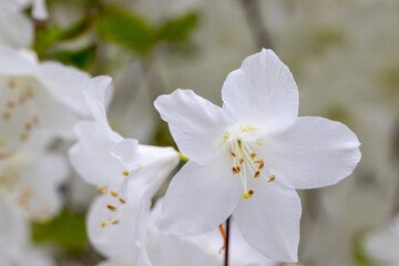 白い花のアザレア（ツツジ）と白い背景