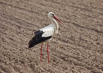 White stork on the plowed ground.
White stork walking on the plowed ground in search of food.
