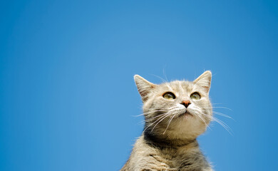 Funny gray cat on a background of blue sky. Pet portrait. Striped kitten. Animal. Copy space. Selective Focus