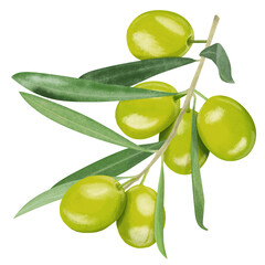 olives with leaves digital drawing