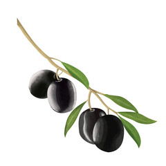olives with leaves digital drawing