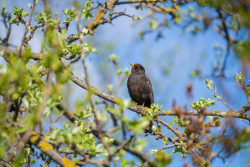 Common European Starling Bird or Sturnus vulgaris perched on branch of in a tree during spring time