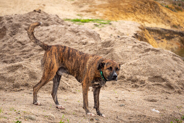 Brown Mongrel Dog on River Bank in Guatape, Colombia