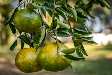green lemons on the tree