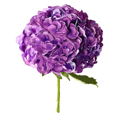 Purple hydrangea flowers background for texture.