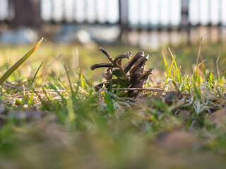 Pine cone in the grass