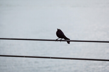 The Carib Grackle (Quiscalus lugubris). A Black Bird Standing on the Electric Wires by the River in Guatape, Colombia