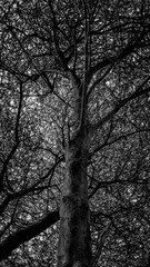 black and white tree