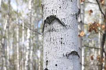 Young birch with black and white birch bark in spring in birch grove against background of other birches