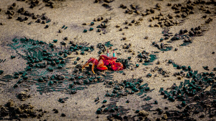 Red ghost crabs (Gecarcoidea natalis) running & sand digging , a Brachyura land crab or red crazy...