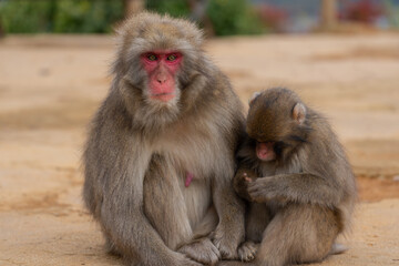 Japanese macaque family in Arashiyama, Kyoto.