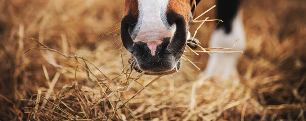 The muzzle of a bay horse with a white spot on its nose, which eats dry harvested hay on a sunny day. Feeding livestock. Agricultural industry. - obrazy, fototapety, plakaty