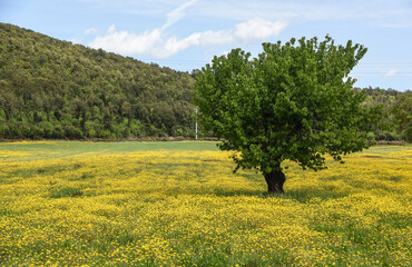 Albero solitario in un campo di fiori gialli
