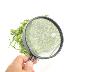 Hand holding a magnifying glass to look at the heaps of cannabis leaves and buds flower placed on a white background. Marijuana plantation for medical and business concept