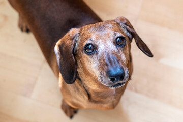 portrait of an old dachshund