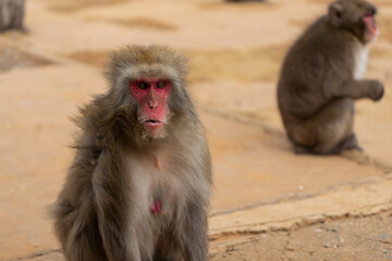 Japanese macaque in Arashiyama, Kyoto.